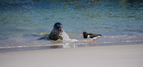 ein Strandläufer auf Nahrungssuche - Helgoland - Copyright by Dirk Paul : 2017, Helgoland