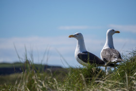 Dreizehenmöwen - Helgoland - Copyright by Dirk Paul : 2017, Helgoland