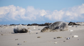 Seehunde am Strand - Helgoland - Copyright by Dirk Paul : 2017, Helgoland