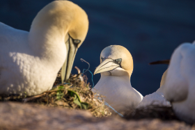 Basstölpel - Helgoland - Copyright by Dirk Paul : 2017, Helgoland