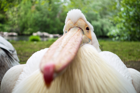 London St. James's Parc Pelikan Copyright 2014 by Dirk Paul