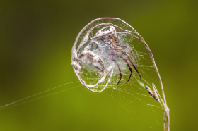 Copyright 2009 by Dirk Paul