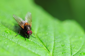 Copyright 2009 Dirk Paul