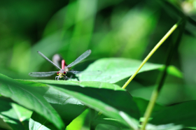 Copyright 2013 by Dirk Paul