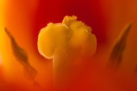 Tulpe Copyright 2014 by Dirk Paul