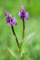 Copyright by Dirk Paul