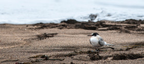 Island 2015 by Dirk Paul : 2015, Island