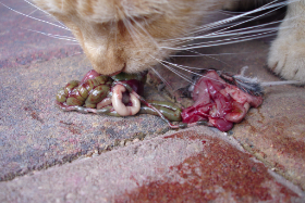 Katz und Maus Copyright by Dirk Paul