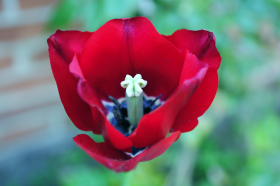 Copyright by Dirk Paul