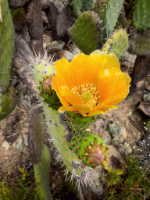 Korsika, Frankreich, Copyright 2024 by Dirk Paul