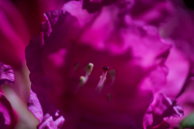 Auf dem Ohlsdorfer Friedhof - Copyright by Dirk Paul