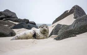 ein junger Seehund - Helgoland - Copyright by Dirk Paul : 2017, Helgoland