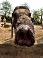 Tierpark Hagenbeck 2013  Copyright by Dirk Paul