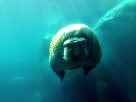 Tierpark Hagenbeck 2013  Copyright by Dirk Paul